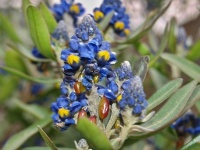 Monnina salicifolia (čeleď vítodovité - Polygalaceae)