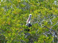 Pelikán hnědý galapážský (Pelecanus occidentalis urinator)