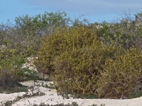 Charakteristické ekosystémy - písečné duny
