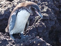 Tučňák galapážský (Spheniscus mendiculus)