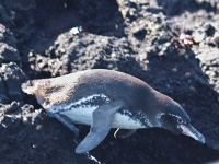Tučňák galapážský (Spheniscus mendiculus)