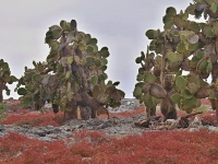 Opuncie (Opuntia echios) - čeleď kaktusovité - Cactaceae