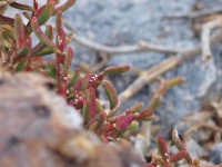 Tlustobýl (Sesuvium portulacastrum) - čeleď kosmatcovité - Aizoaceae