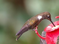 Inka hnědý (Coeligena wilsoni)