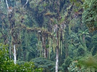 Charakteristické ekosystémy - mlžný prales