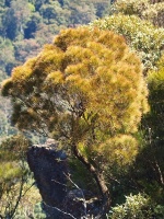 Borovice pinie (Pinus pinea) - čeleď borovicovité - Pinaceae; introdukovaný druh