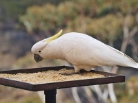 Kakadu žlutočečelatý (Cacatua galerita)