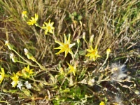 Starček (Senecio gregorii) - čeleď hvězdnicovité - Asteraceae