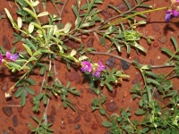 Svensona (Swainsona burkei) - čeleď bobovité - Fabaceae