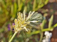 Ptilotus macrocephalus (čeleď laskavcovité - Amaranthaceae)