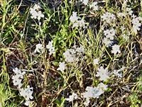 Blennodia canescens (čeleď brukvovité - Brassicaceae)