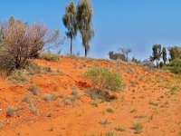 Charakteristické ekosystémy - poušť