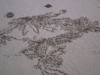 Krab (Dotilla fenestrate) - čeleď Dotillidae; kuličky z písku kolem vstupu do krabí nory