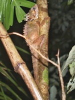 Agama pralesní (Hypsilurus boydii) - čeleď agamovití - Agamidae