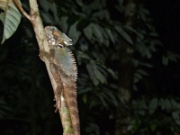 Agama pralesní (Hypsilurus boydii) - čeleď agamovití - Agamidae