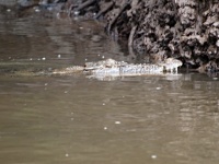 Krokodýl mořský (Crocodylus porosus) - čeleď krokodýlovití - Crocodylidae