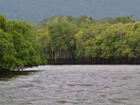 Charakteristické ekosystémy - mangrovy