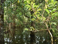 Charakteristické ekosystémy - periodicky zaplavovaný les