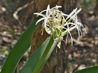 Křín (Crinum pedunculatum) - čeleď amarylkovité - Amaryllidaceae