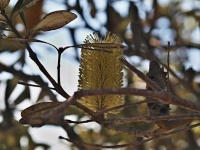 Banksie (Banksia integrifolia) - čeleď Proteaceae