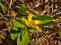 Hibbertia scandens (čeleď Dilleniaceae)