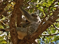 Koala medvídkovitá (Phascolarctos cinereus)