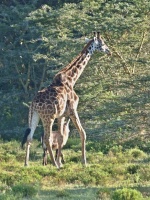 Žirafa mramorovaná (Giraffa camelopardalis)