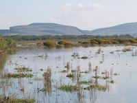Charakteristické ekosystémy - sladkovodní ekosystémy (jezero Naivasha)