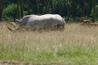 Nosorožec tuponosý (Ceratotherium simum)