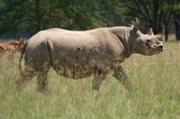 Nosorožec dvourohý (Diceros bicornis)