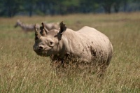 Nosorožec dvourohý (Diceros bicornis)