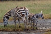 Zebra stepní (Equus quagga); samice s mládětem
