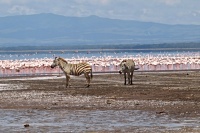 Zebra stepní (Equus quagga)
