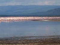 Charakteristické ekosystémy - alkalické jezero (jezero Nakuru)