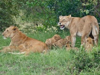 Lev pustinný (Panthera leo); samice s mláďaty