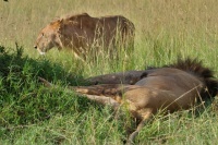 Lev pustinný (Panthera leo); pár