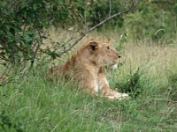 Lev pustinný (Panthera leo); samice