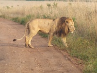 Lev pustinný (Panthera leo); samec