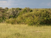 Charakteristické ekosystémy - křovinatá savana
