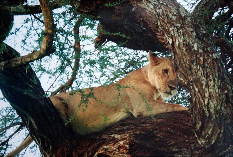 Tarangire