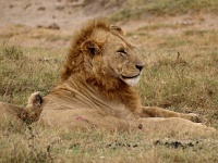 Lev pustinný (Panthera leo); samec