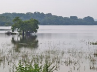 Charakteristické ekosystémy - sladkovodní ekosystémy (jezero Minneryia Wewa)
