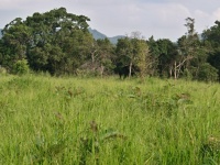 Charakteristické ekosystémy - lesostep