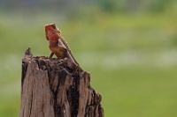 Lepoještěr pestrý (Calotes versicolor) - čeleď agamovití - Agamidae