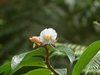 Kostus (Costus speciosus) - čeleď Costaceae
