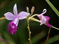Arundina graminifolia (čeleď vstavačovité - Orchidaceae)