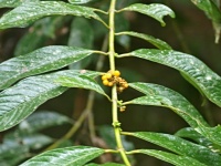 Psychotria dubia (čeleď mořenovité - Rubiaceae)