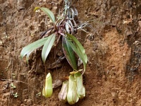 Láčkovka (Nepenthes distillatoria) - čeleď láčkovkovité - Nepenthaceae