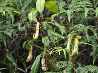 Láčkovka (Nepenthes distillatoria) - čeleď láčkovkovité - Nepenthaceae