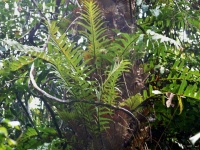 Drynárie (Drynaria quercifolia) - čeleď osladičovité - Polypodiaceae